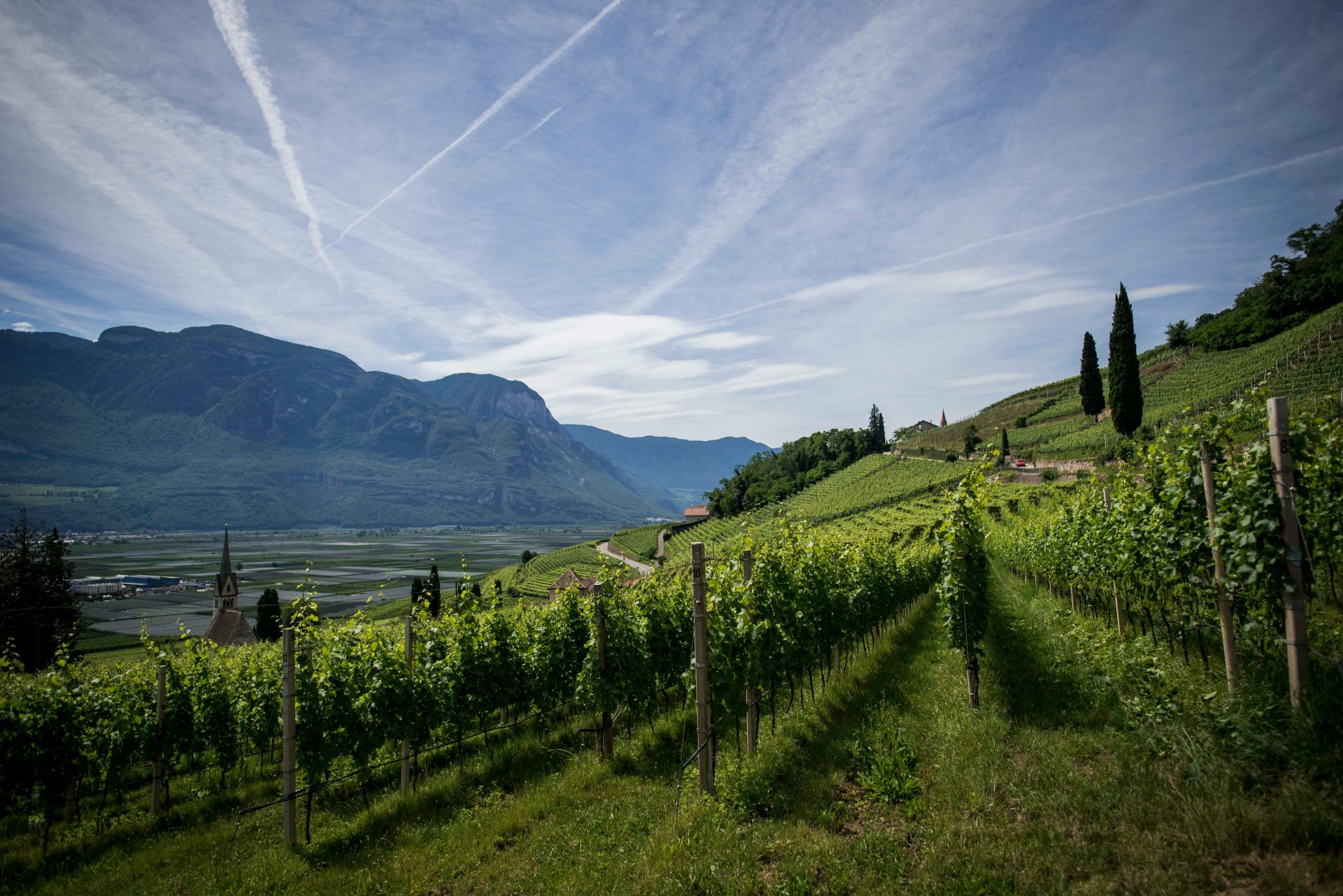 Scenic vineyard landscape in South Tyrol, Italy under a bright, clear sky.